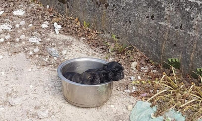 Three newborn puppies was dumped like garbage because they're girls