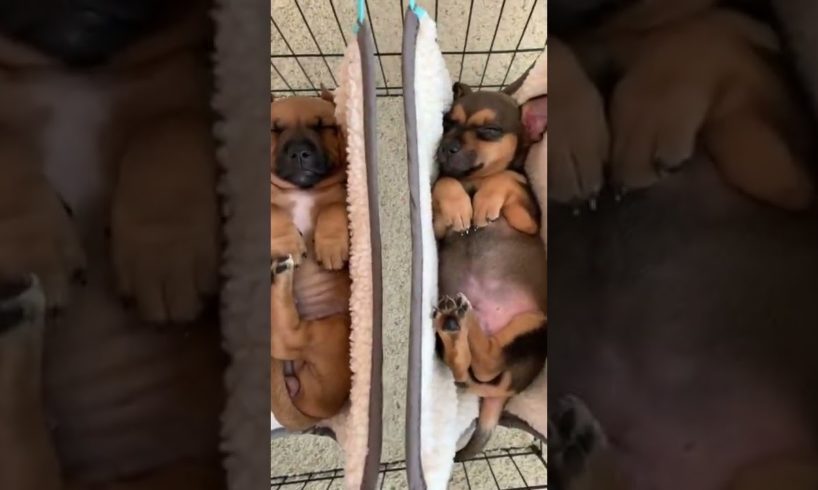 Three3️⃣ cutest puppies in the world sleeping ❤️❤️❤️ #cutedogs #funnydogs #tiktokdogs #shorts #dogs