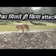 Tiger Attack : टाइगर attack करने के लिए मौके का इंतजार करता हुआ | बंगाल टाइगर का नया वीडियो viral |