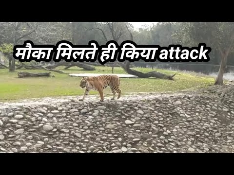 Tiger Attack : टाइगर attack करने के लिए मौके का इंतजार करता हुआ | बंगाल टाइगर का नया वीडियो viral |