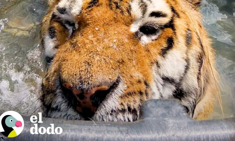 Tigre rescatado actúa como un niño pequeño en su nueva piscina | El Dodo
