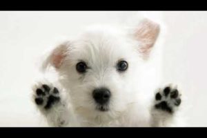 To 5 Cutest Puppies!!!