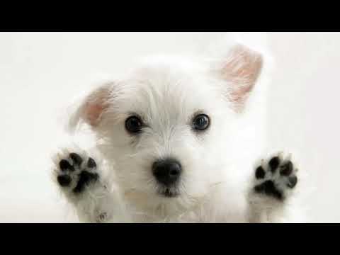 To 5 Cutest Puppies!!!