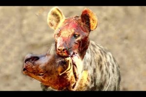 Top 10 Animal Fights! Lion vs Hyenas! Animals Attack