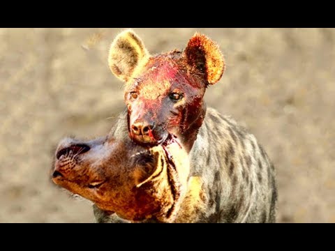 Top 10 Animal Fights! Lion vs Hyenas! Animals Attack