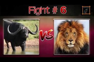 Top 10 Craziest Animal Fight | The Animal Fight Of All Time