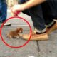 Top 10 Smallest Dogs in the World