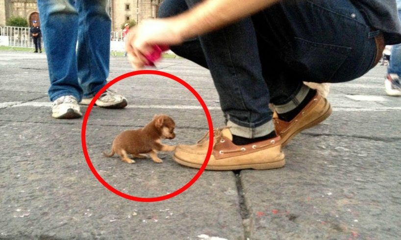 Top 10 Smallest Dogs in the World