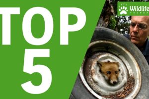 Top 5 Most Memorable Wildlife Rescues!