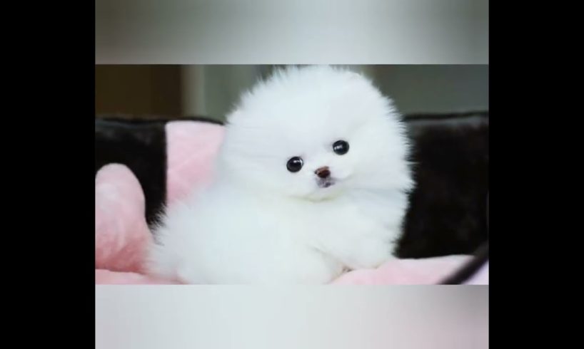 Top 6 Cutest Puppies