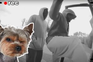 Two Men Tried To Grab a Little Girl. Then her Yorkie Stepped In!