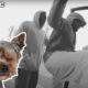 Two Men Tried To Grab a Little Girl. Then her Yorkie Stepped In!