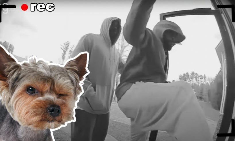 Two Men Tried To Grab a Little Girl. Then her Yorkie Stepped In!