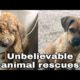 Unbelievable animal rescues🤯😇...