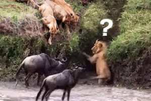 Unbelievable...Wildebeest Fight Back Predators To Survive - Wildebeest vs Lion, Crocodile, Leopard