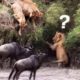 Unbelievable...Wildebeest Fight Back Predators To Survive - Wildebeest vs Lion, Crocodile, Leopard