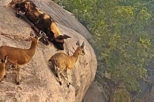 WILD DOGS HUNT ANTELOPE ON EDGE OF CLIFF