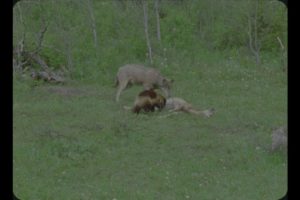 WOLVERINE FIGHTS WOLVES OVER FOOD