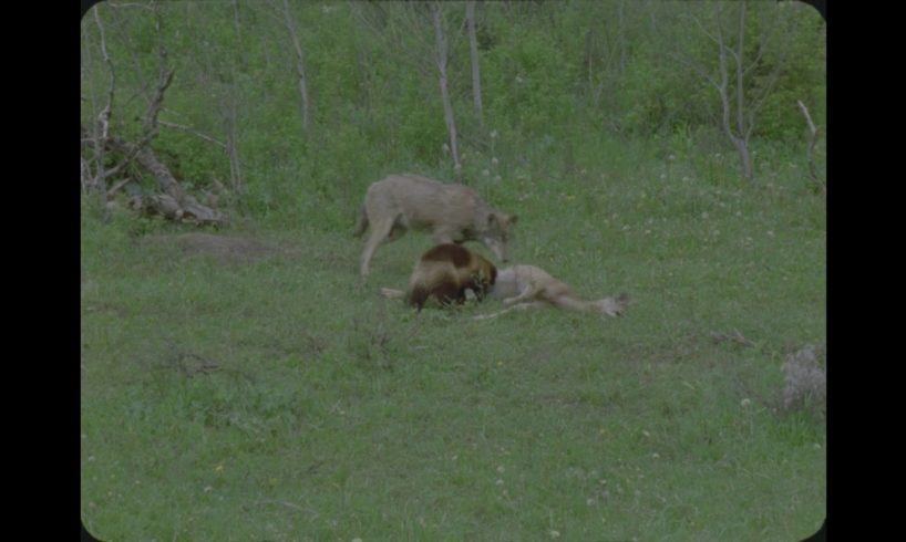 WOLVERINE FIGHTS WOLVES OVER FOOD