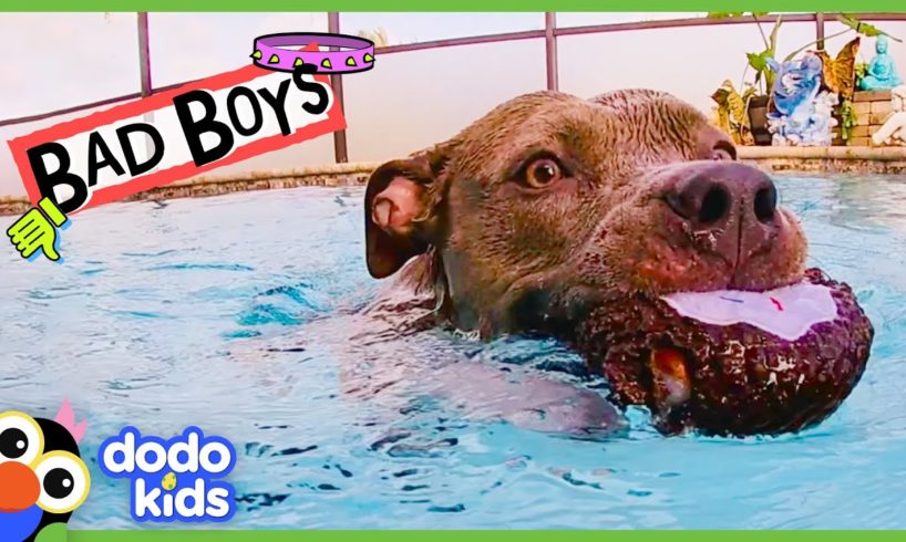 We Still Love These Very Bad Boys And Girls | Animal Videos For Kids | Dodo Kids