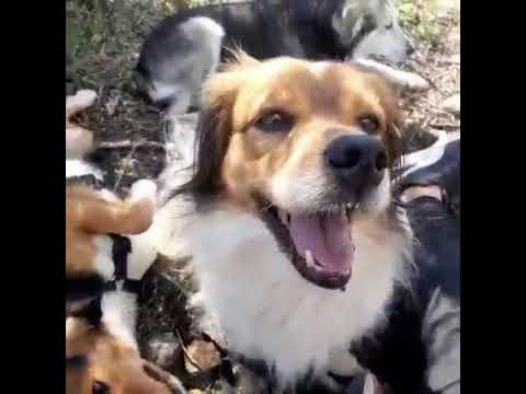 We are working on Heidi to make her walk on a leash and socialize her ❤️  - Takis Shelter