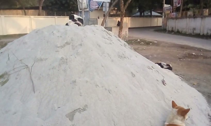 What a amazing street dog laying above sand