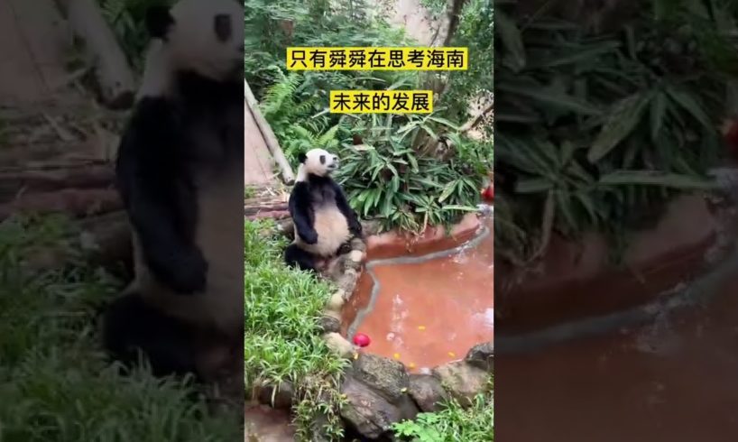 When other animals are playing happily Only Shunshun is thinking about planning the future of Hainan