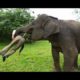 Wild Animal Fights Caught On Camera_in serengeti national (Wildlife Documentary) | Caught In The Act