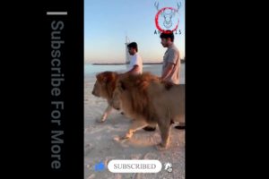 With Lions | Rarest Animal Fight | Artemis | Viral Animal Fight | 2021 | Wild Animals