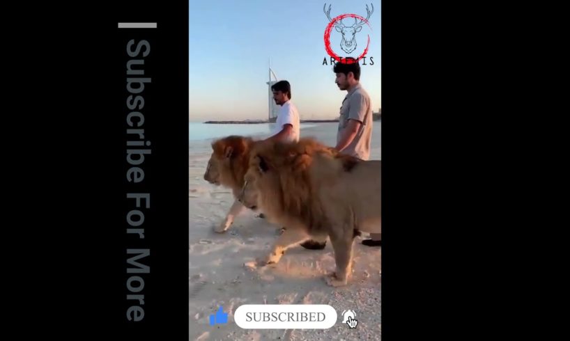 With Lions | Rarest Animal Fight | Artemis | Viral Animal Fight | 2021 | Wild Animals
