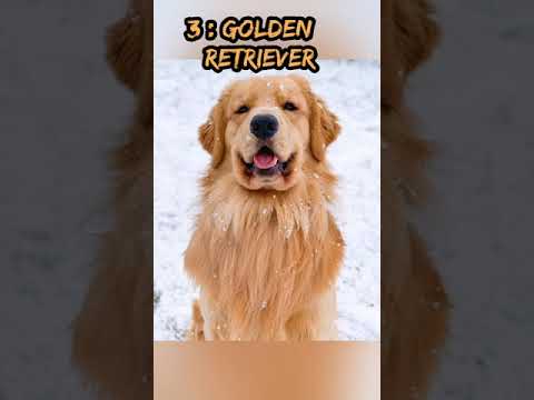 ||World's cutest dog||cutest dog in the world||Top 10 cutest dog breeds in the world|| #Shorts