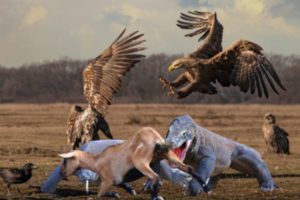 Worlds Forest Animals - Amezing Wilds Animals Fights