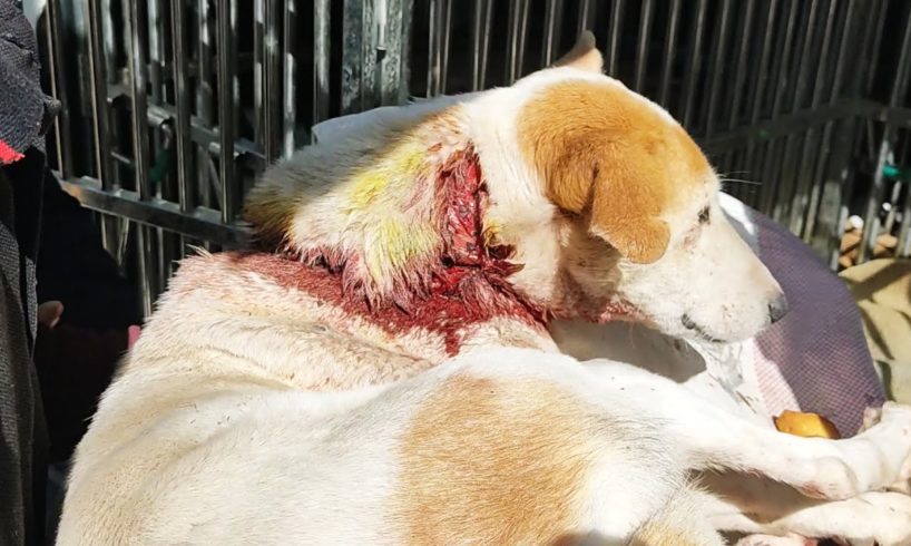 Wounded so badly, emergency surgery was this street dog's only chance.