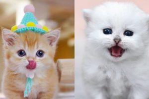 Wow Cutest Kittens ♥ The Best Cute Cat Videos ? 2021 #1