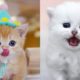 Wow Cutest Kittens ♥ The Best Cute Cat Videos ? 2021 #1