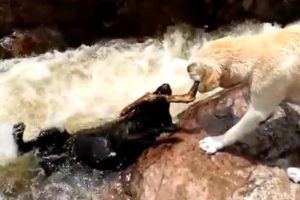 Yellow labrador rescues his pal from raging river rapids; Hero dog saves injured owner - Compilation