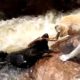 Yellow labrador rescues his pal from raging river rapids; Hero dog saves injured owner - Compilation