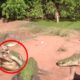 You'll be surprised to see, This crocodile bit the other crocodile's leg and ate it | Animal Effects