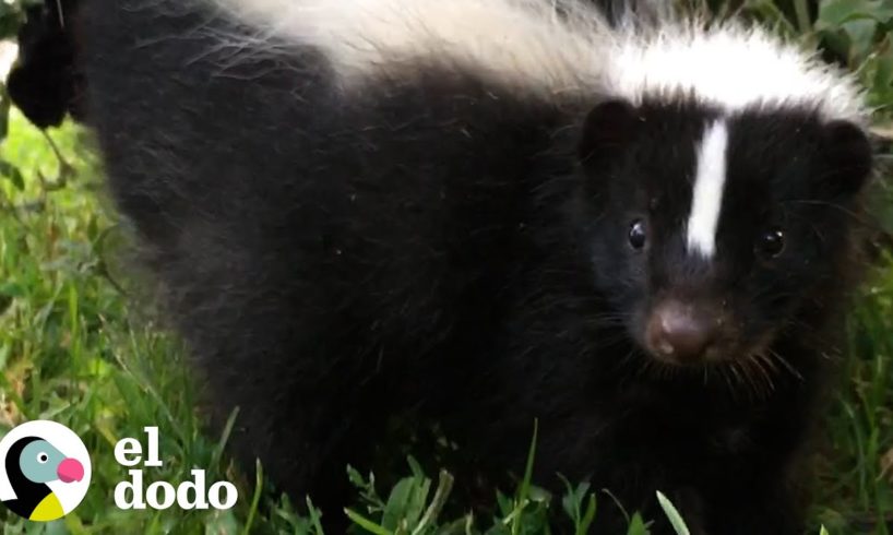 Zorrillo huérfano sigue a esta mujer a su casa | El Dodo