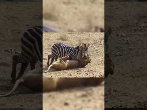 africa wild animals and wild animals things-malamala safari moments #animals2021 #wildanimals #Lion