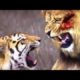 animals_Animal Fighting Videos | Cheetah VS Gazelle | Animal Fights  Animal Wild 2022 #animals