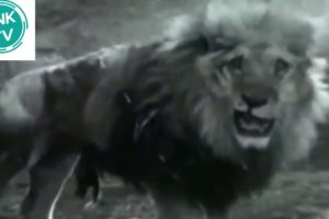 biggest Animal fights caught on camera - LION vs TIGER