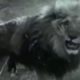 biggest Animal fights caught on camera - LION vs TIGER