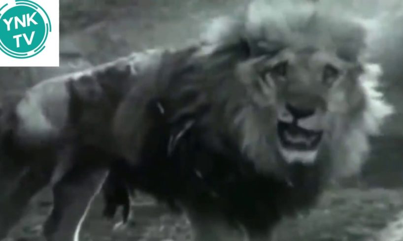 biggest Animal fights caught on camera - LION vs TIGER