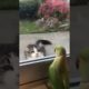 cat vs parrot ||cat and parrot playing hide and seek  ||cute animals||#cutestcats #shorts