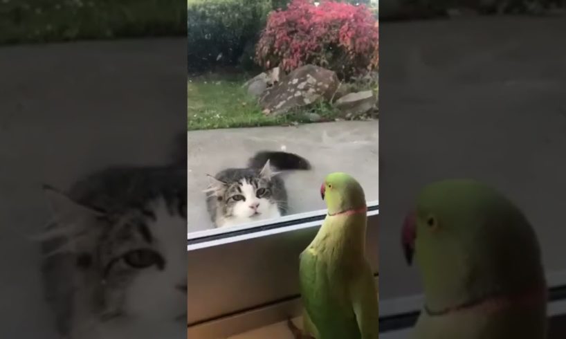 cat vs parrot ||cat and parrot playing hide and seek ||cute animals||#cutestcats #shorts