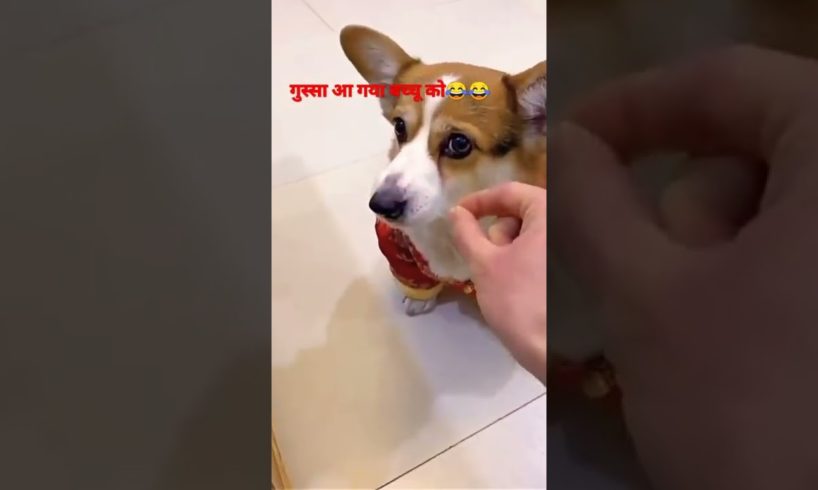 cute baby animals videos compilation cutest moment of the animals-cutest puppies#2