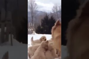 cute puppies playing with there mother #dog #puppy #doglover #around-ME #shorts