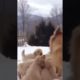 cute puppies playing with there mother #dog #puppy #doglover #around-ME #shorts