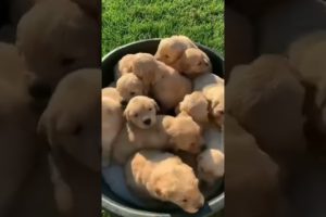 cute puppy of 2022||beautiful and cutest puppies\cute dogs#Cutestcats funny#shorts#short#shortvideo